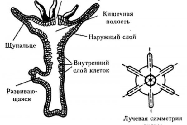 Кракен официальный сайт krakens13 at